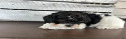 Shihpoo dogs for sale: Maggie - Ad 8