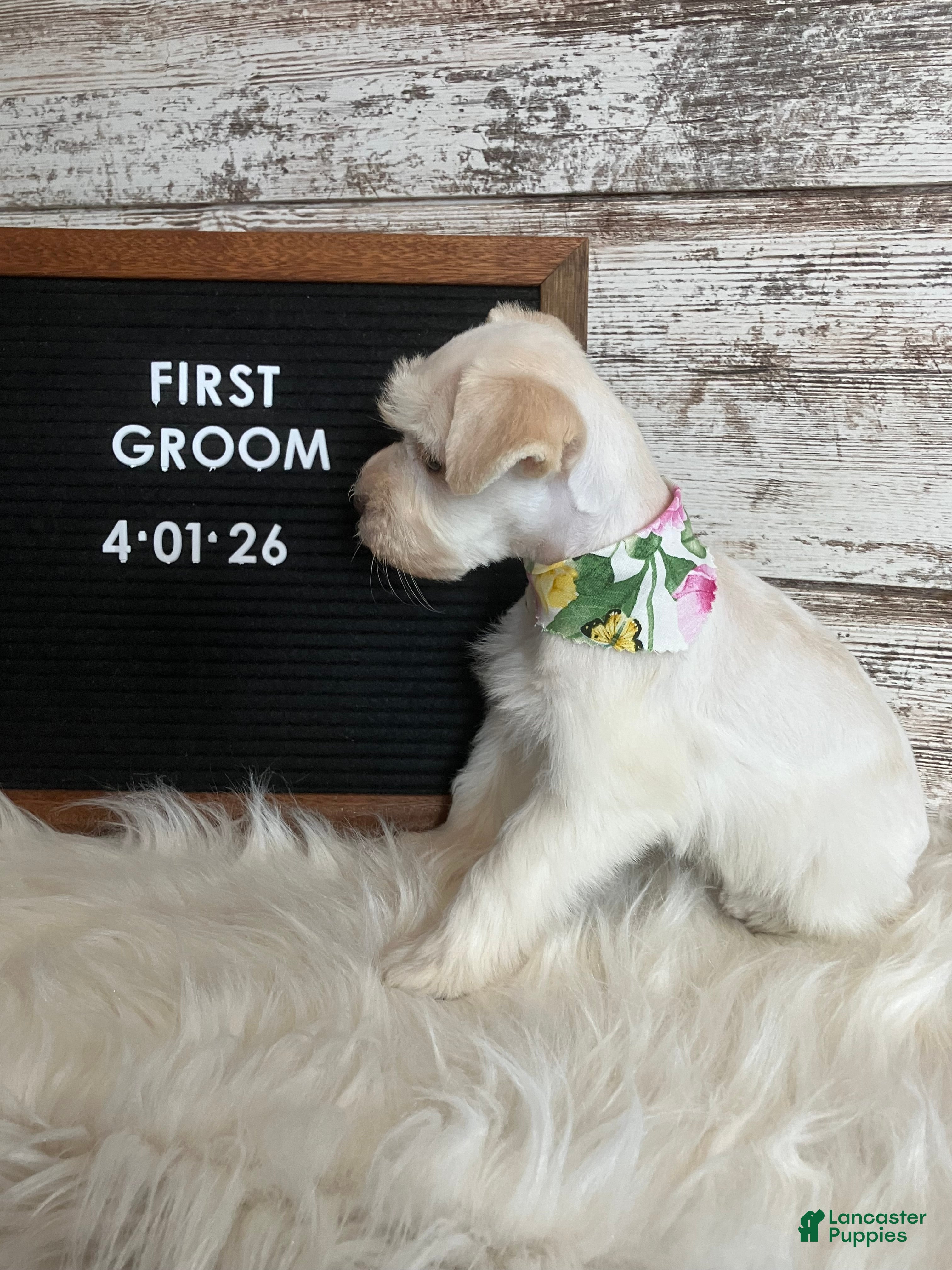 Miniature Schnauzer dogs Olive - Ad 3