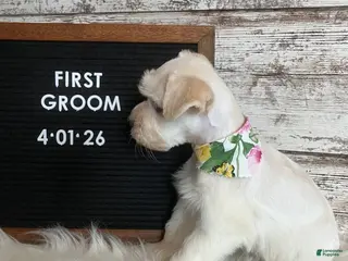 Miniature Schnauzer dogs Olive - Ad 3