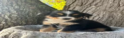 Miniature Australian Shepherd dogs for sale: Roxy - Ad 3