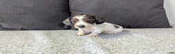 Miniature Dachshund dogs for sale: Luna - Ad 2
