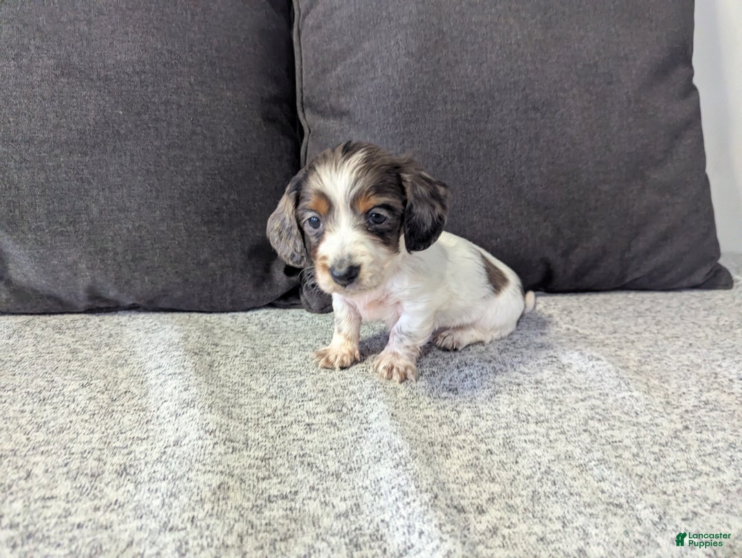 Miniature Dachshund dogs for sale: Luna - Ad 2