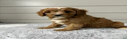 Cavapoo dogs for sale: Ivy - Ad 3