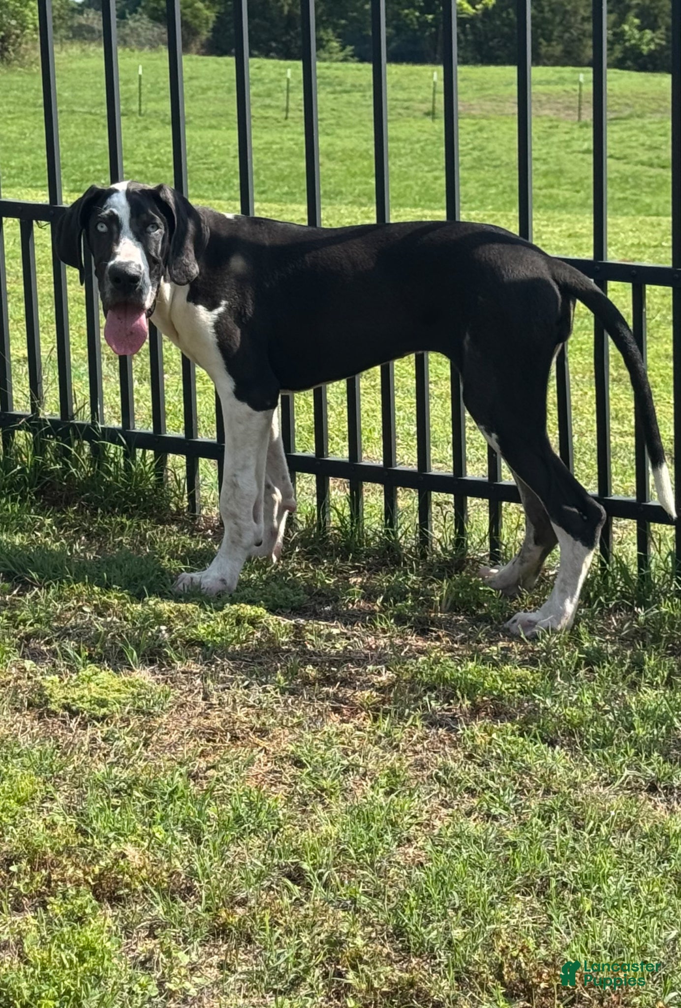 Great Dane dogs Harlequin  - Ad 1