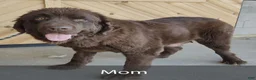 Newfoundland dogs for sale: Rose - Ad 7