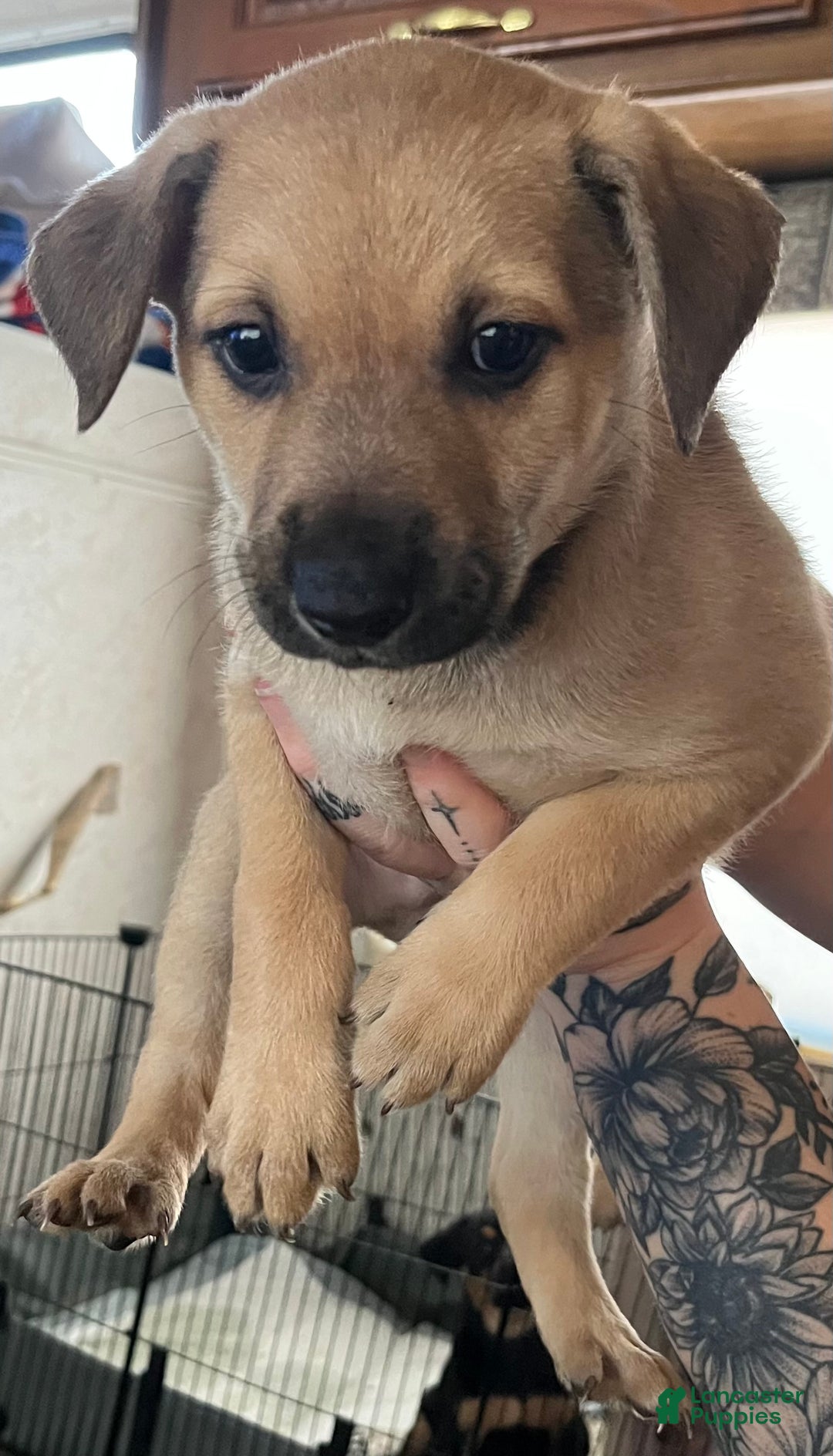 Mixed Breed dogs for sale: Mixed Breed Puppy 2 - Ad 1