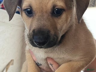Mixed Breed dogs Mixed Breed Puppy 2 - Ad 8