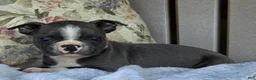 Boston Terrier dogs for sale: Rodney - Ad 3
