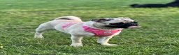 Pug dogs for sale: Panther - Ad 1