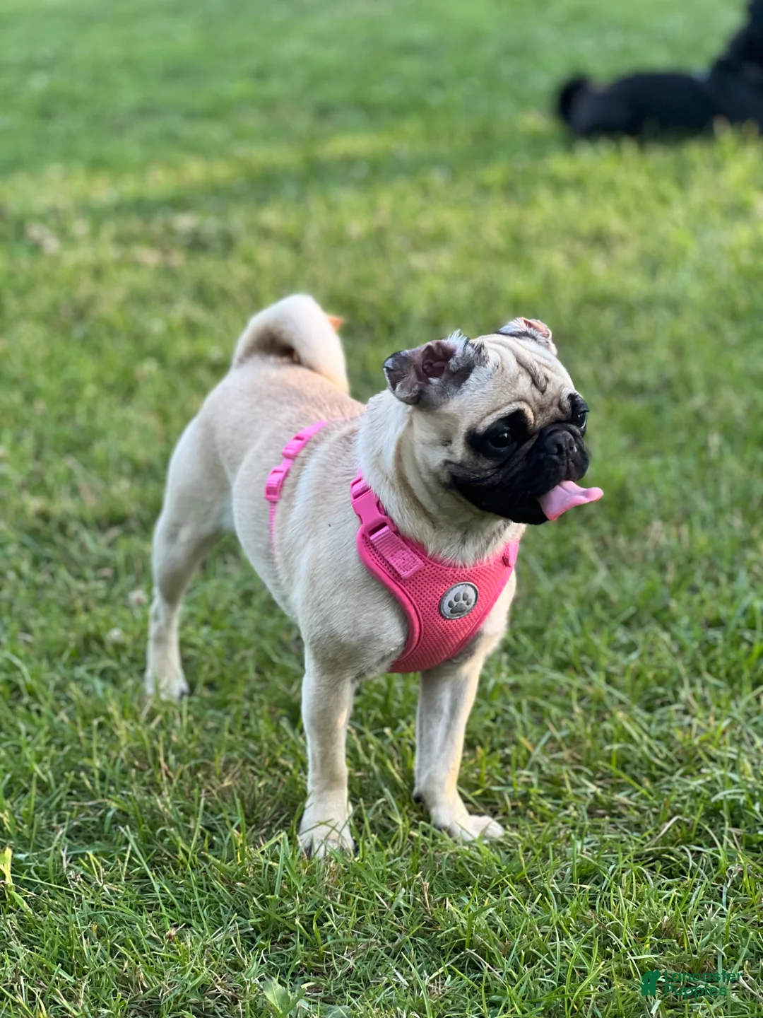 Pug dogs for sale: Panther - Ad 1