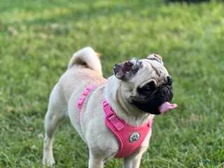 Pug dogs Panther - Ad 18