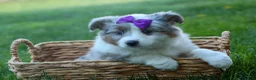 Australian Shepherd dogs for sale: MUFFIN - Ad 2