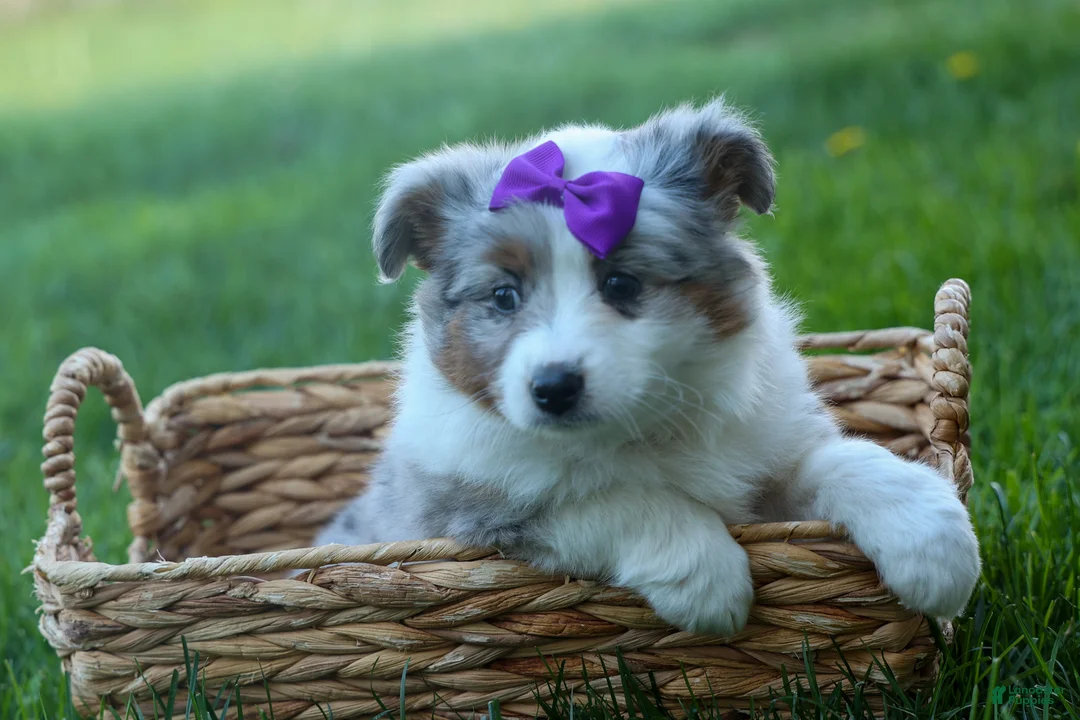 Australian Shepherd dogs for sale: MUFFIN - Ad 2