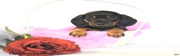 Miniature Dachshund dogs for sale: Dainty - Ad 1