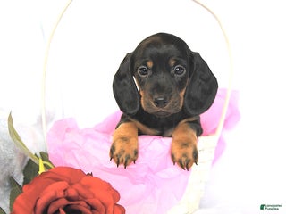 Miniature Dachshund dogs Dainty - Ad 11