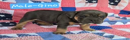Olde English Bulldogge dogs for sale: Gino - Ad 2
