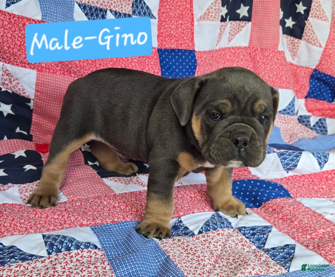 Olde English Bulldogge dogs for sale: Gino - Ad 2