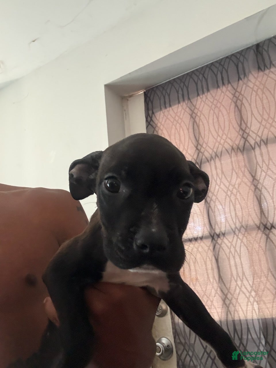 Mixed Breed dogs Girl 4 - Ad 2