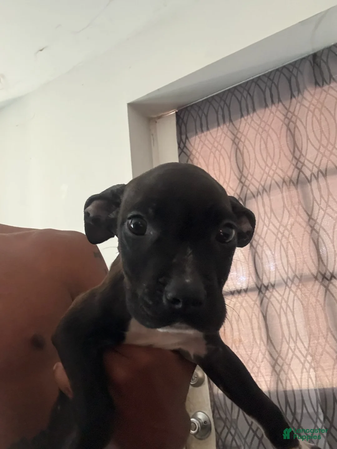 Mixed Breed dogs for sale: Girl 4 - Ad 2