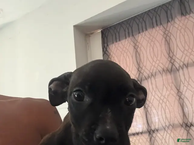 Mixed Breed dogs Girl 4 - Ad 2