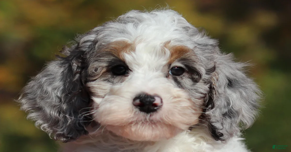 Miniature Poodle Puppies for sale in Baltic, Ohio | Lancaster Puppies