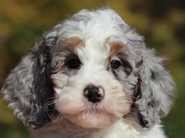 Miniature Poodle dogs for sale: Jasper (AKC) - Ad 1