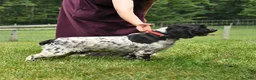 English Cocker Spaniel dogs for sale: Candy - Ad 5