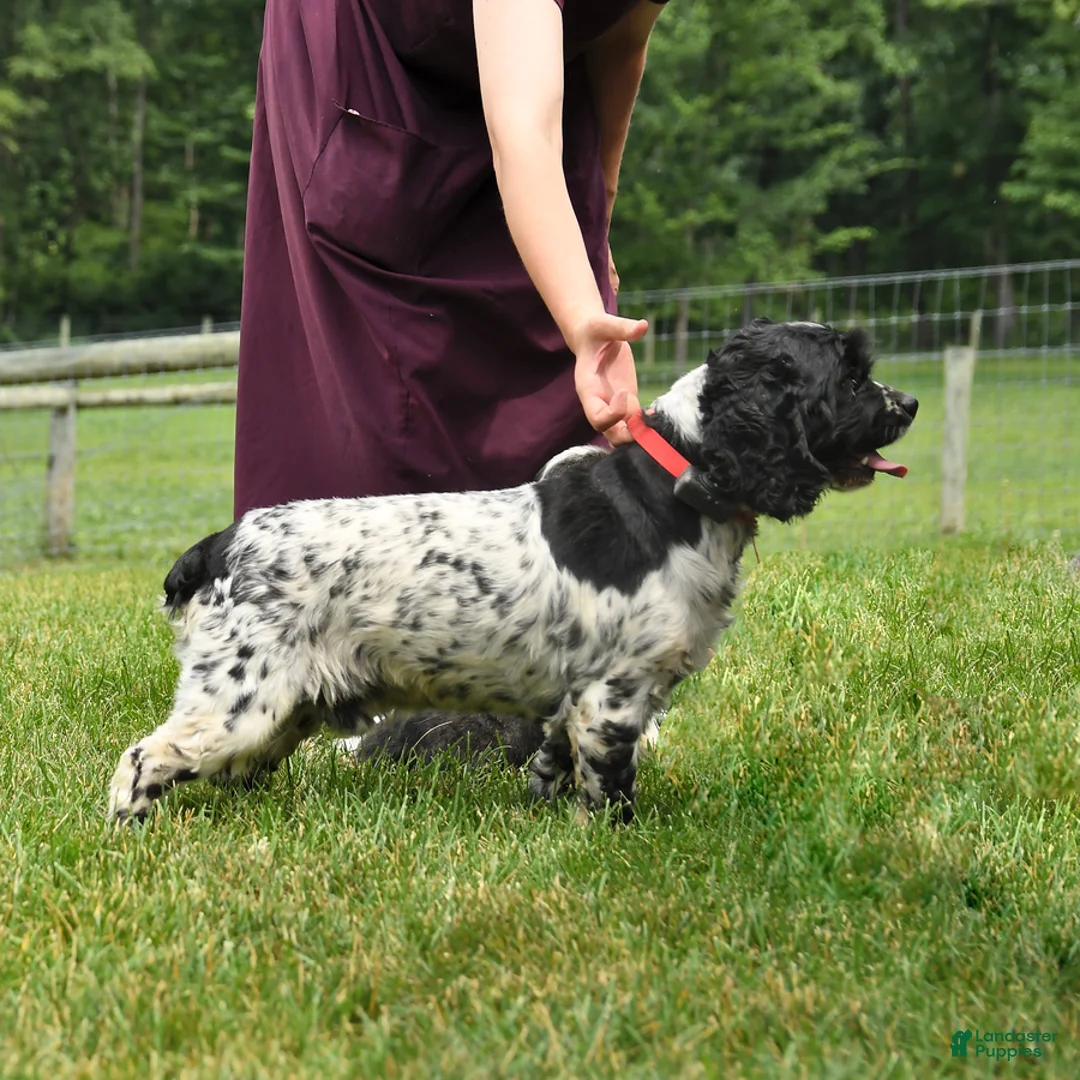 English Cocker Spaniel dogs for sale: Candy - Ad 5