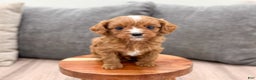 Cavapoo dogs for sale: Gus - Ad 5