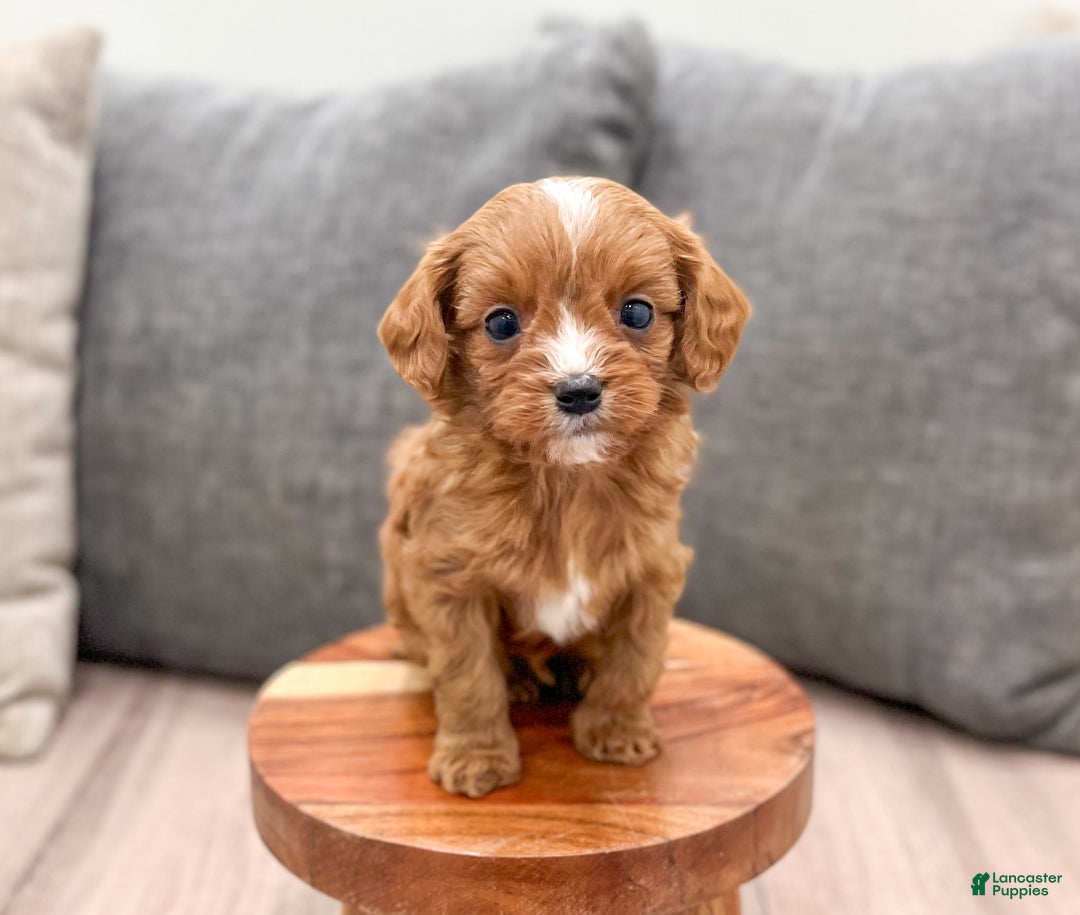 Cavapoo dogs for sale: Gus - Ad 5