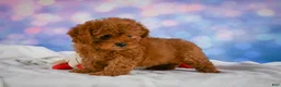 Cavapoo dogs for sale: Chief - Ad 5