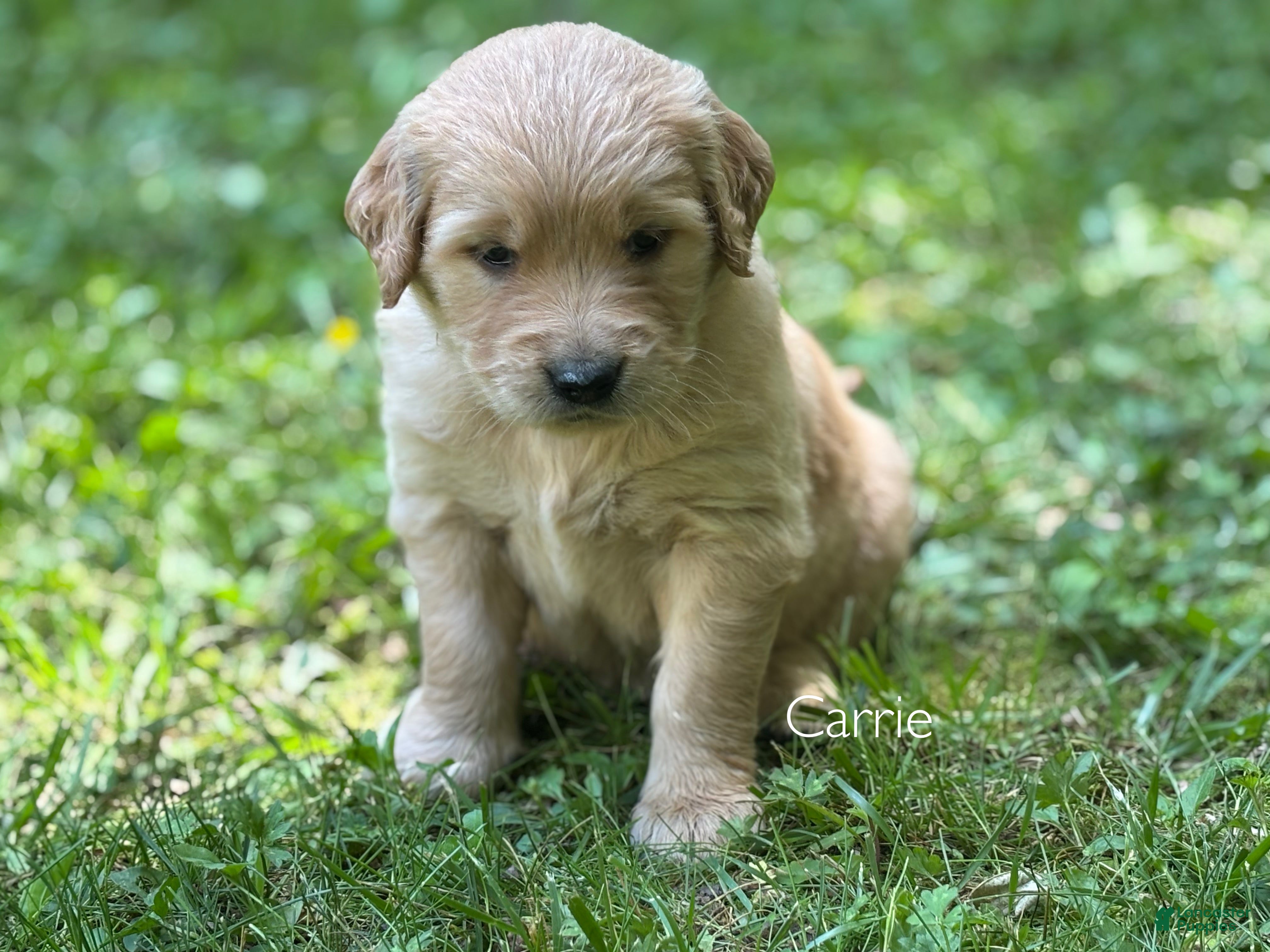 Golden Retriever dogs Carrie - Ad 1