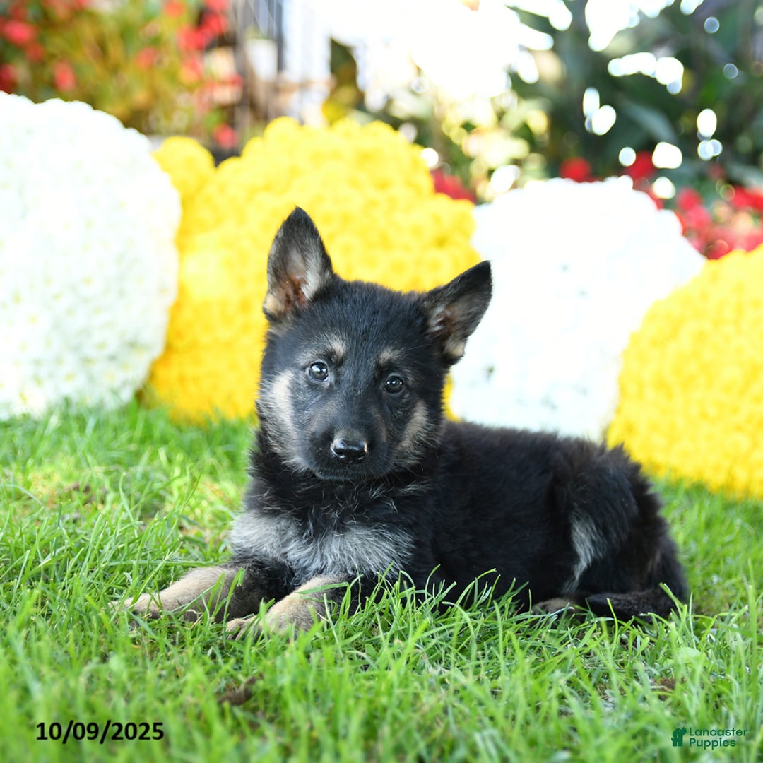 German Shepherd dogs for sale: Lady - Ad 6
