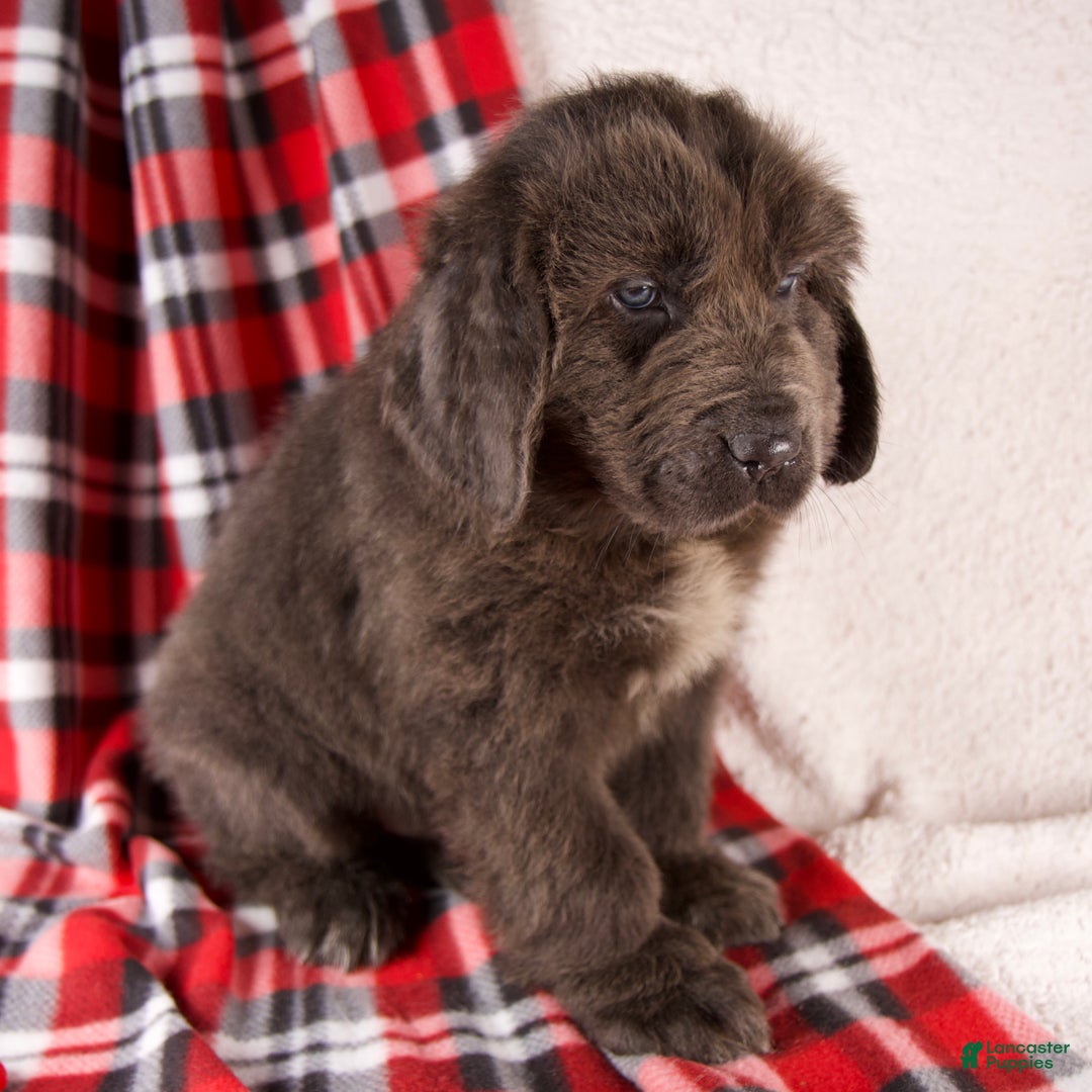 Newfoundland dogs for sale: Harley - Ad 3