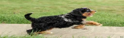 Cavapoo dogs for sale: Lainey❤️  - Ad 16