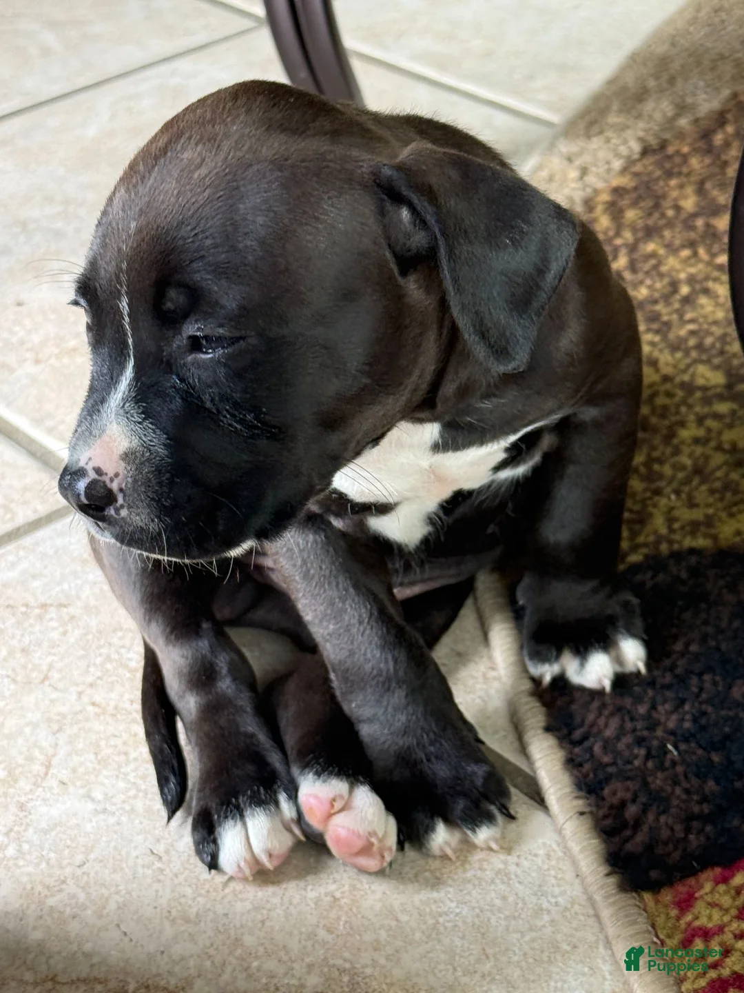 American Bully dogs for sale: American Bully 1 - Ad 2