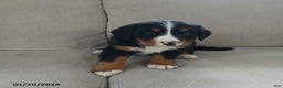 Bernese Mountain Dog dogs for sale: Ava  - Ad 5