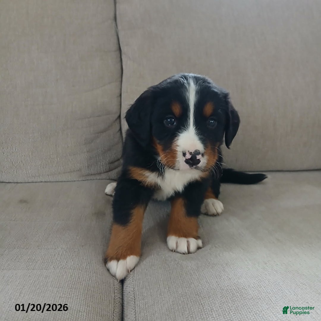 Bernese Mountain Dog dogs for sale: Ava  - Ad 5