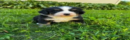 Bernese Mountain Dog dogs for sale: Roxy - Ad 8