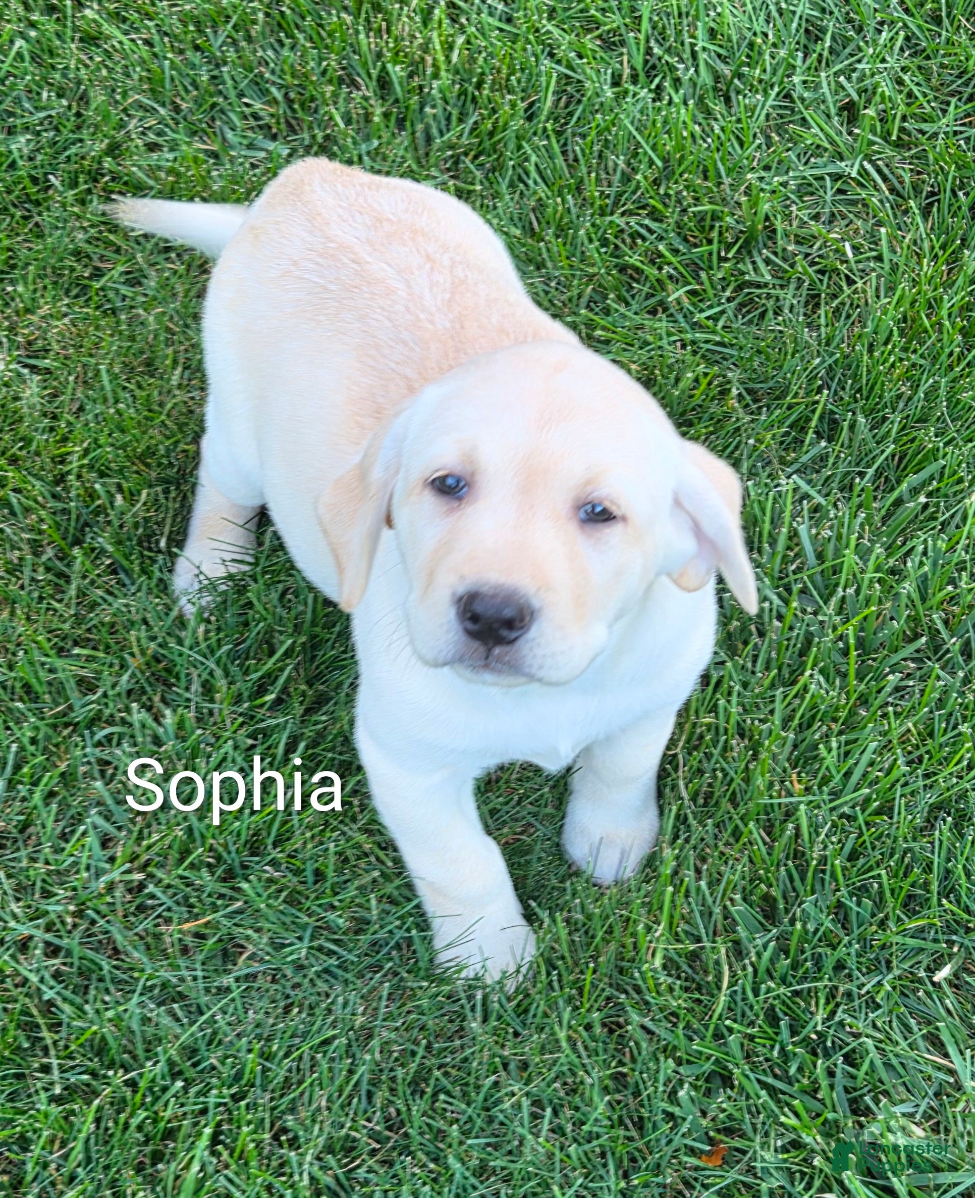 Labrador Retriever dogs Labrador Retriever Sophia - Ad 2