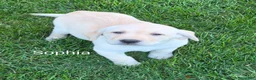 Labrador Retriever dogs for sale: Labrador Retriever Sophia - Ad 3