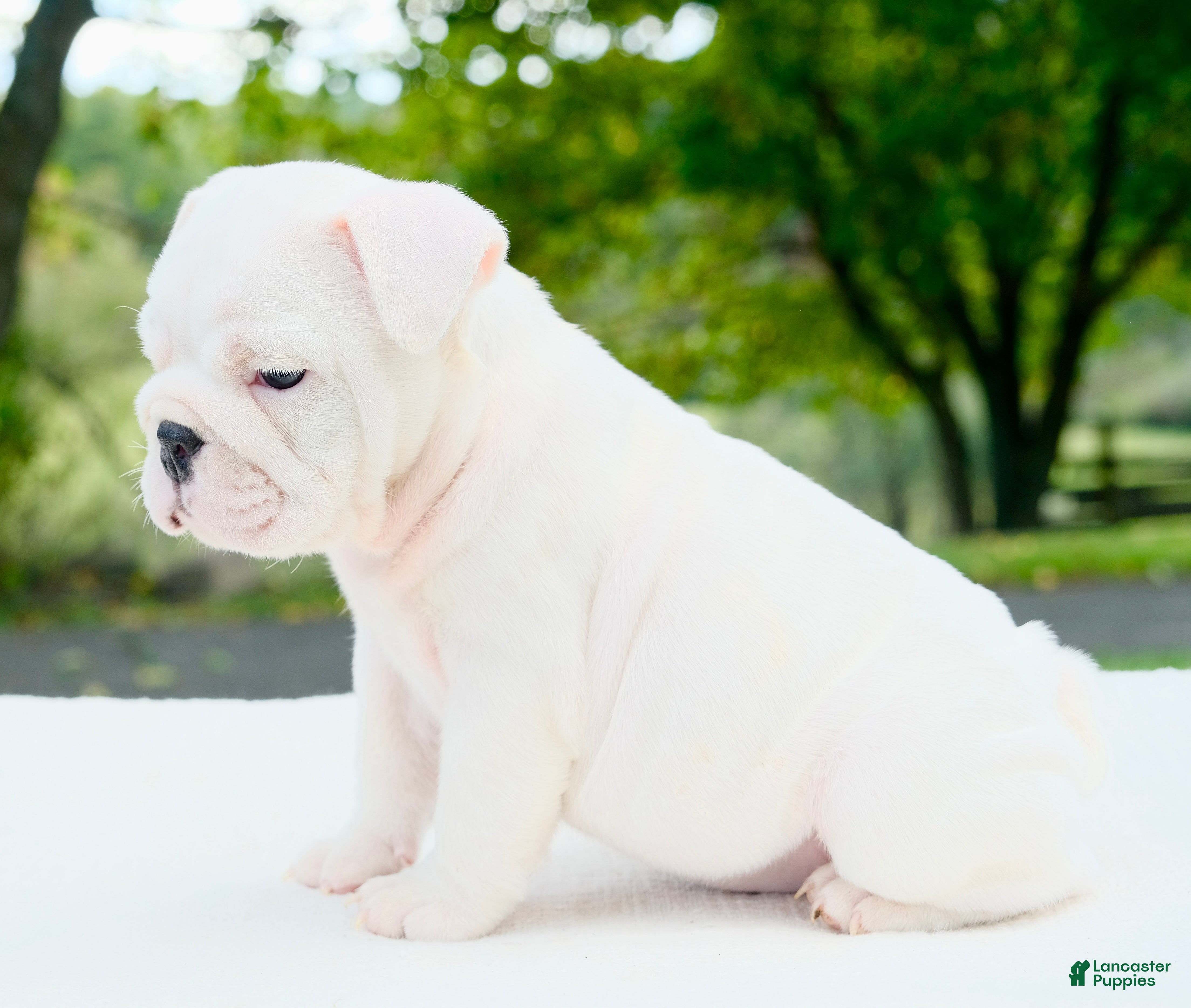 English Bulldog dogs Harper  - Ad 2