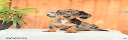 Miniature Dachshund dogs for sale: Ella - Ad 5