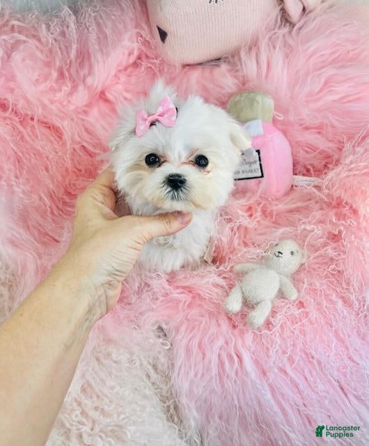 Maltese dogs Maltese Puppy 1 - Ad 17