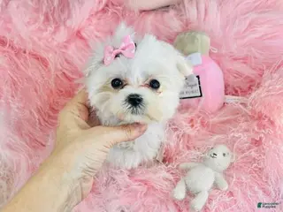 Maltese dogs Maltese Puppy 1 - Ad 17