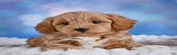 Cavapoo dogs for sale: Tyson - Ad 9