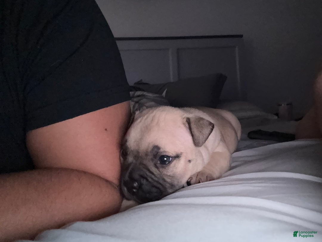 American Bully dogs for sale: Rocky - Ad 2