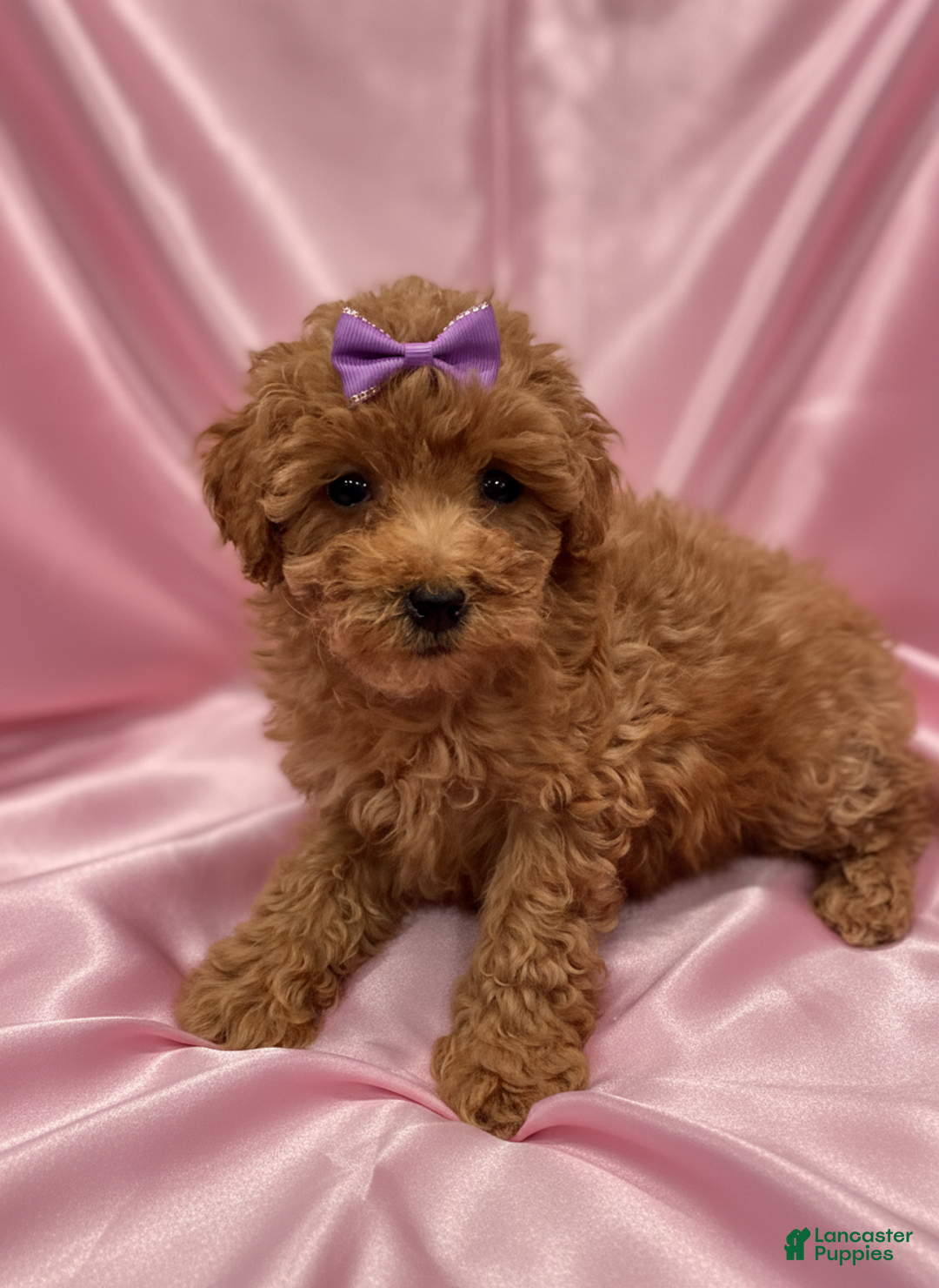 Toy Poodle dogs for sale: Katie - teacup/toy - Ad 2