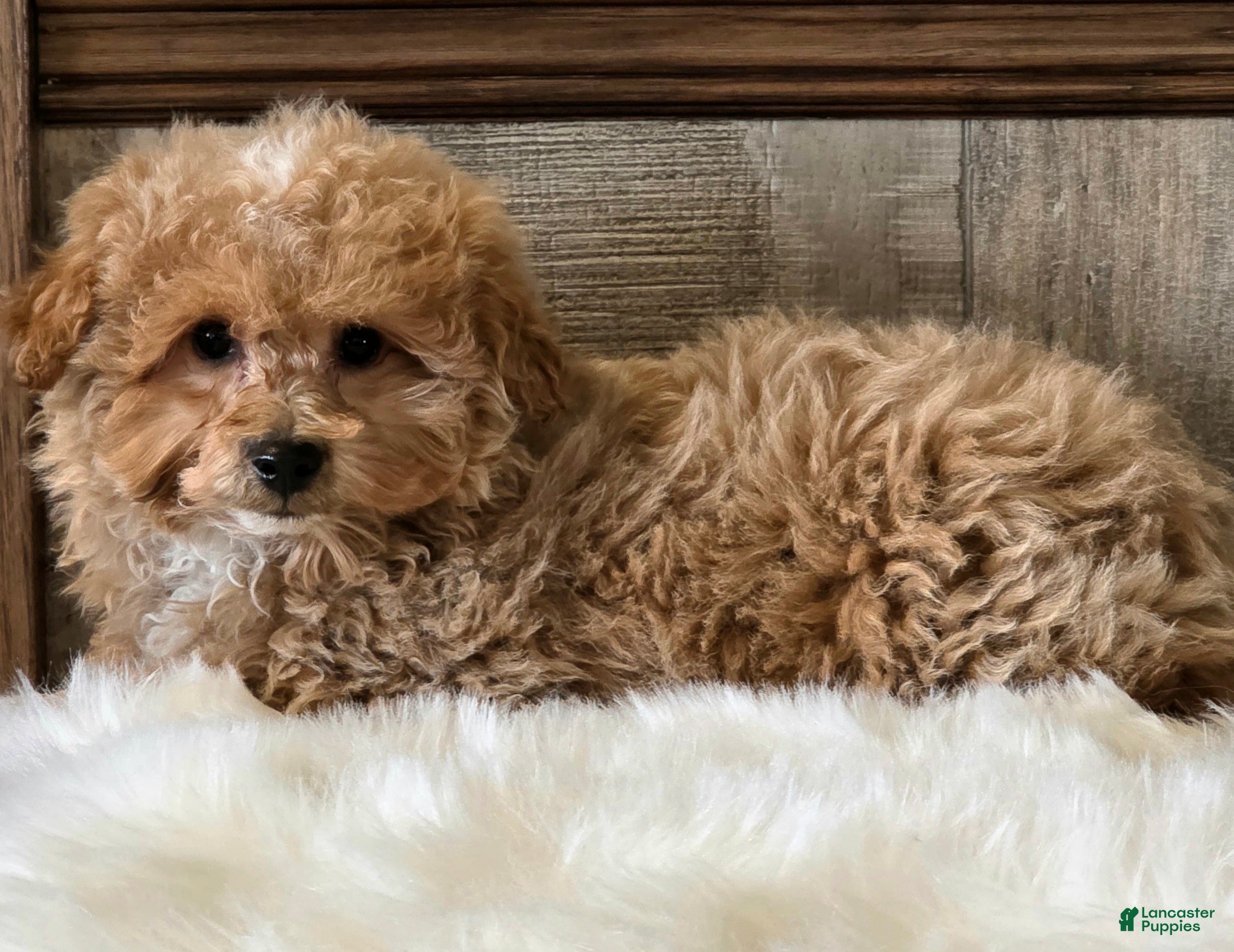 Bichpoo dogs Harley - Ad 1