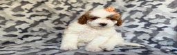Cavapoo dogs for sale: Waffle - Ad 4